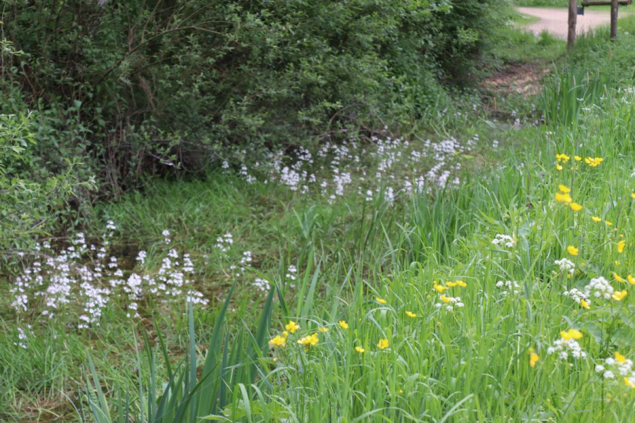 wildeplantenwandeling